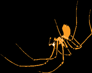 Tasmanian Cave Spider